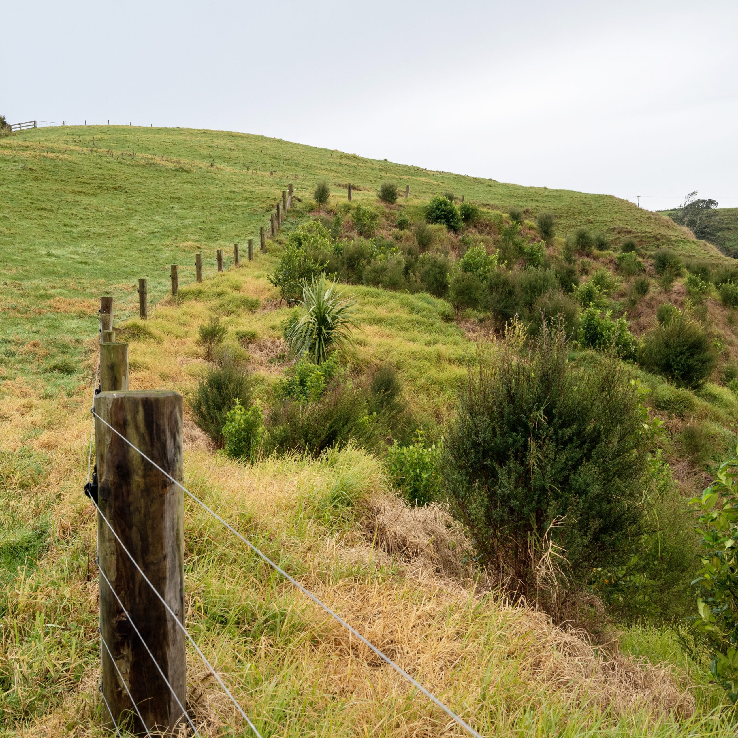 Awaroa Ki Karioitahi Landcare ... Catchment Restoration